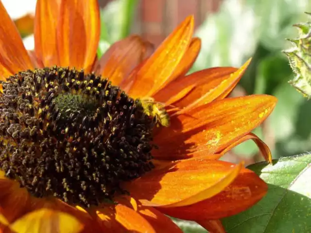 100 Orange EVENING COLORS SUNFLOWER Helianthus Annuus Flower Seeds