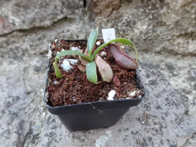 Nepenthes spathulata x (fusca x veitchii) carnivorous pitcher plant