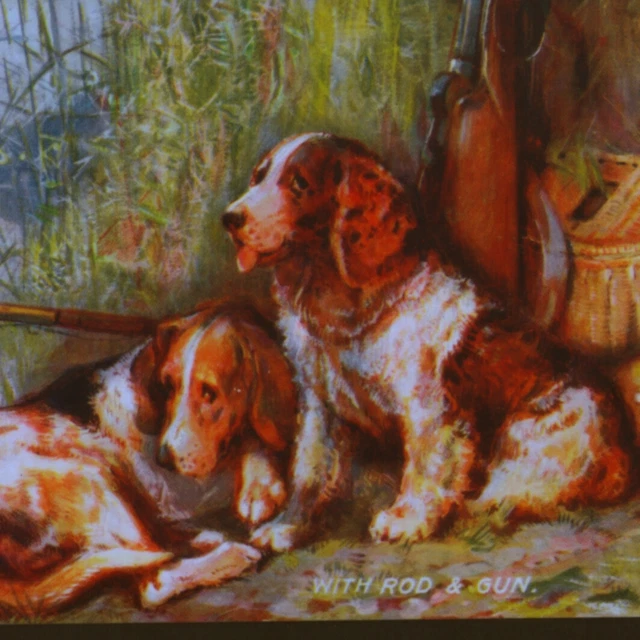 Sussux Spaniel & Beagle Hound Sporting Dogs With Fishing Creel,Gun,Old Postcard