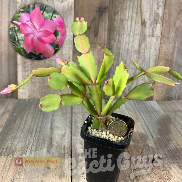 SCHLUMBERGERA HYBRID &THOR Kiri" [shown in 68mm pot] Rare Cactus ...