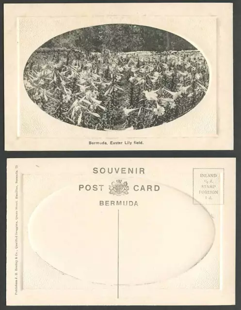 Bermuda Old Embossed Postcard Easter Lily Flower Field - Lilies Flowers in Bloom