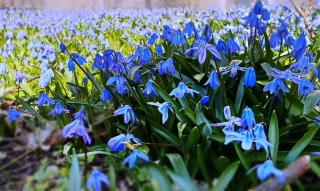 20x Scilla Siberica Spring Flowering Bulbs Beautiful Garden Little Blue Flowers