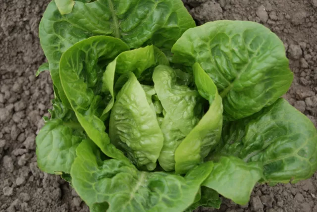 Vegetable - Lettuce - Little Gem - 6000 Seeds