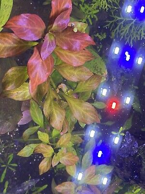 Ludwigia Repens Low Tech Red Broad leaf 4 Stems tank Aquarium +Mystery Plant