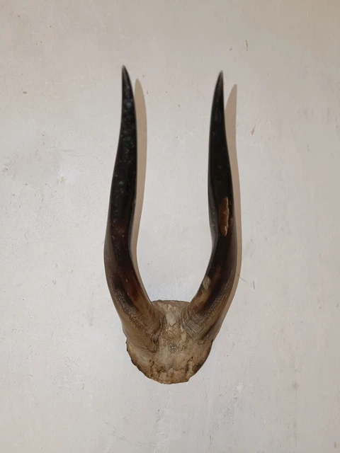 LOT DE 2 Trophée d'Afrique Corne, Bois Koudou Et Antilope Taxidermie ...