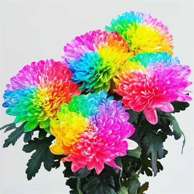 100Pcs/Bag Rainbow Chrysanthemum Flower Seeds Daisy Rare Home Yard Garden Plant