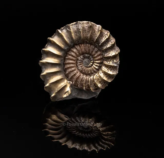  XLG Fossil Pyritized Ammonite Pleuroceras Jurassic Germany 2724