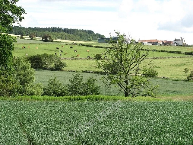 Photo 6x4 Mixed agriculture Aberdour Wheat in the foreground with pasture c2011