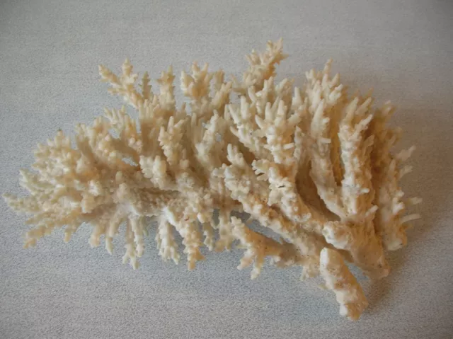 Ancien corail blanc déco aquarium déco bord de mer marine 20 cm pour 460 grs