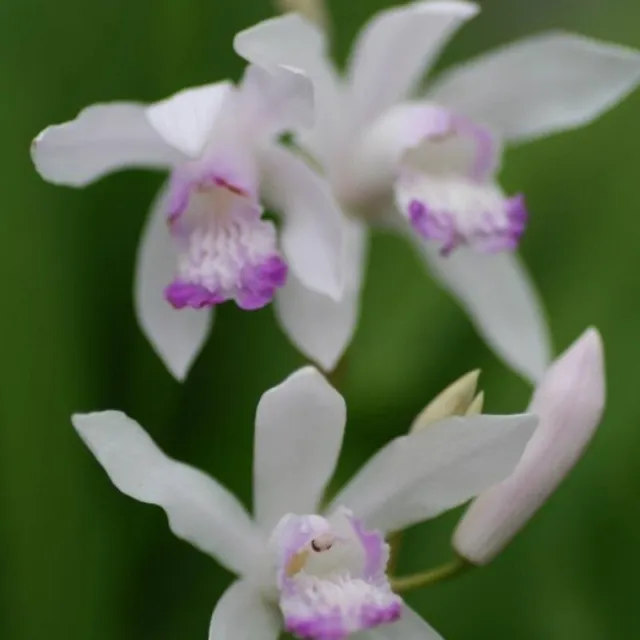 Orchidée Bletilla Striata Sweet Lips 1 Ampoule pour A Planter Terrestres