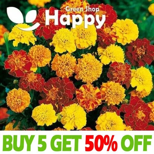 FRENCH MARIGOLD - BONITA MIXED - 350 seeds - Dwarf - Double flowers - FLOWER