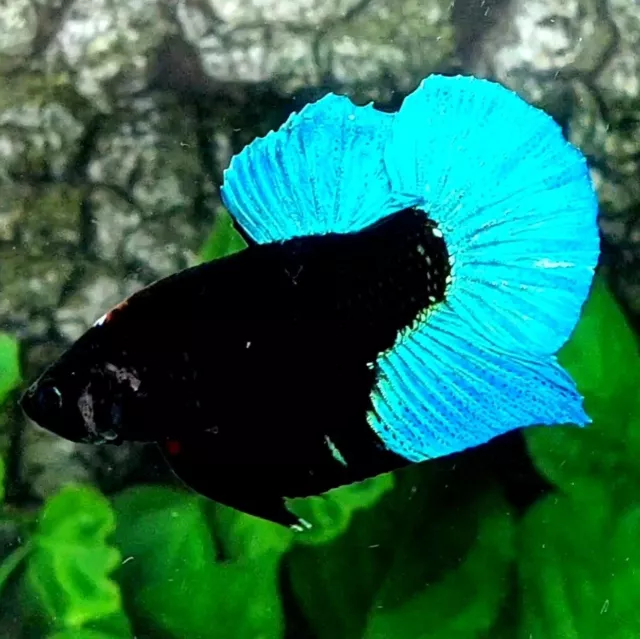Live Betta Fish Black Turquoise Light HMPK