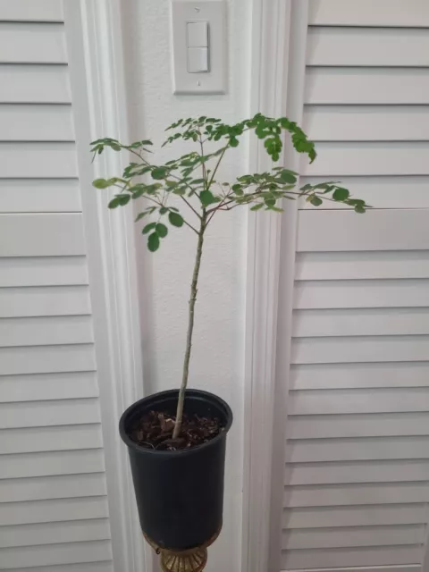 Moringa Oleifera Tree 22" Tall  5.5" pot Live Plant