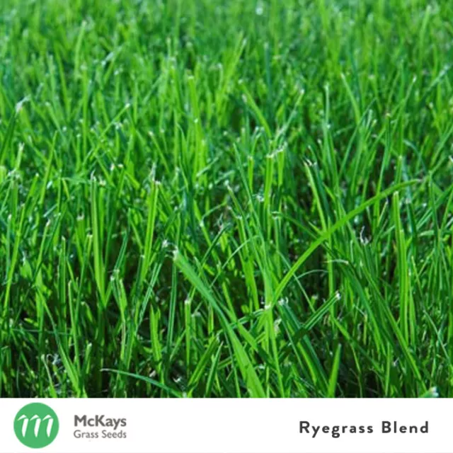 McKays Rye grass Lawn Seed Blend 3kg - Fast Germinating - Lawn Seed