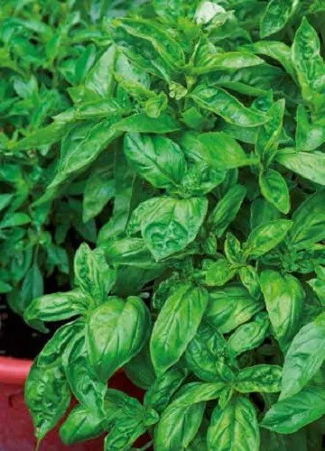 BASIL SEEDS SWEET ITALIANO CLASSICO BASIL SEED Herbs Garden Heirloom Basil Seeds