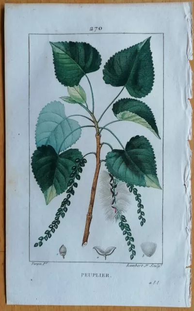 Chaumeton Originaldruck Koloriert Botanik Pappel Populus - 1814