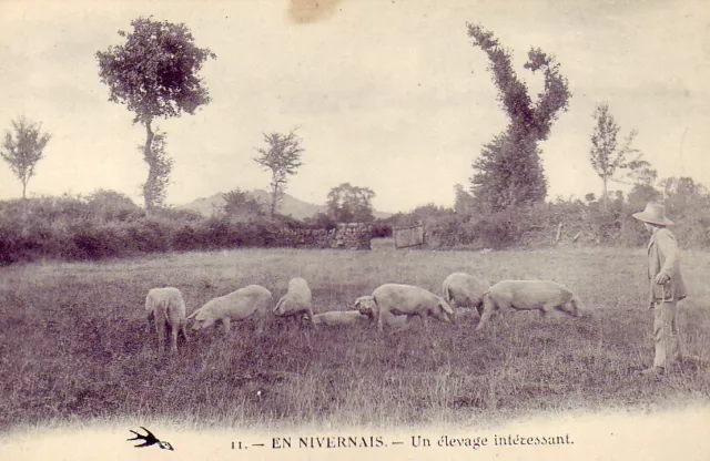 CPA 58 Bourgogne NIEVRE St Eloi NIVERNAIS Fermier & Elevage de petits Cochons