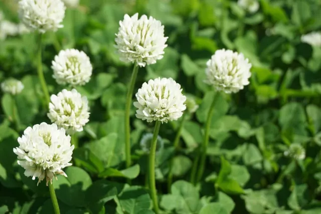 500 Dutch White Clover Seeds to Plant Great Cover Crop Pasture Mix