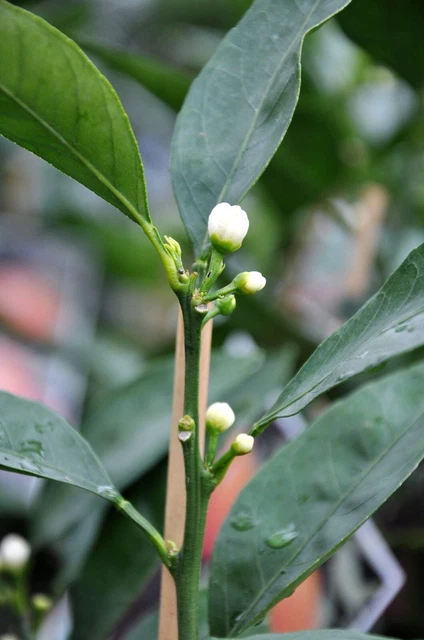 10 Stecklinge vom Italienischen Mandarinenbaum