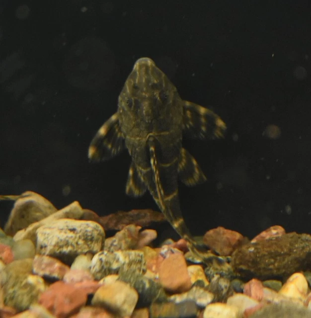 Live Candy Stripe Pleco L015 (1.5" Tropical Aquarium Fish) *PLS READ DESCR* 8