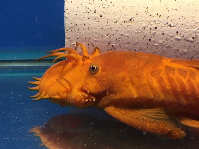 SUPER RED Bristlenose Pleco Young ADULT MALE 3-1/2"+ inch Plecostomus LIVE!