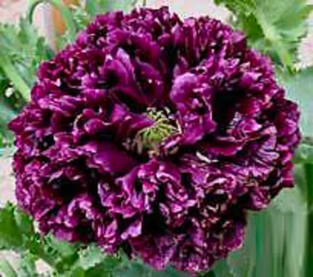 80 graines PAVOT PIVOINE NOIR ANNUEL(Papaver Somniferum Paeoniforum)G197 SEEDS