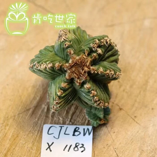 Boutique 4.5cm Succulent Live Plant Aztekium valdezii WYSIWYG Self rooted