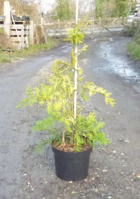 Chamaecyparis obtus Filip's Golden Falls  in 5L pot ideal bonsai subject grafted