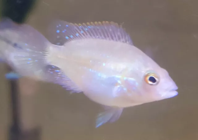 Flowerhorn Cichlid Gold base 1.5"-2"