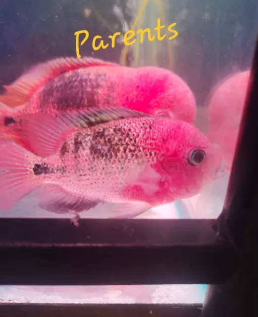 Super Red Vieja Hybrid Fry CICHLID 1-2"