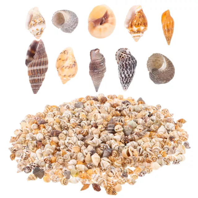 1 Box of Small Shells Conch Natural Tiny Ocean Seashells for DIY Miniature