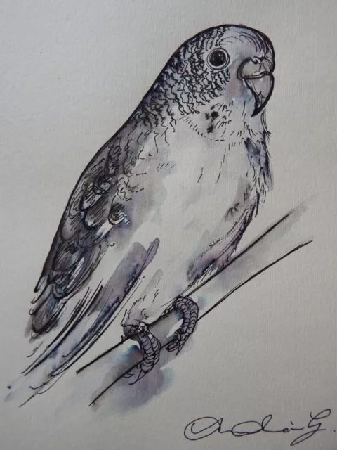 Original hand drawn pen & ink wash bird drawing budgerigar 'budgie' on a branch