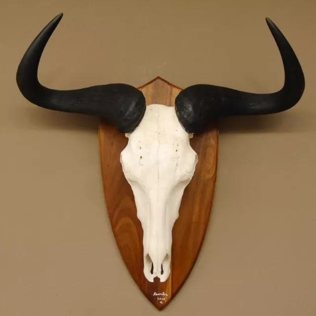 Gnu Ñu Azul Trofeo de Calavera Ancho 66 CM África Cráneo Trofeo Taxidermy