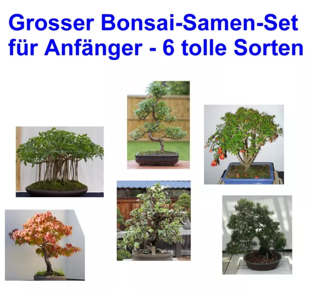 SAMEN großer Bonsai Einsteiger Set 6 leicht zu ziehende Sorten Laub Nadel Bäume