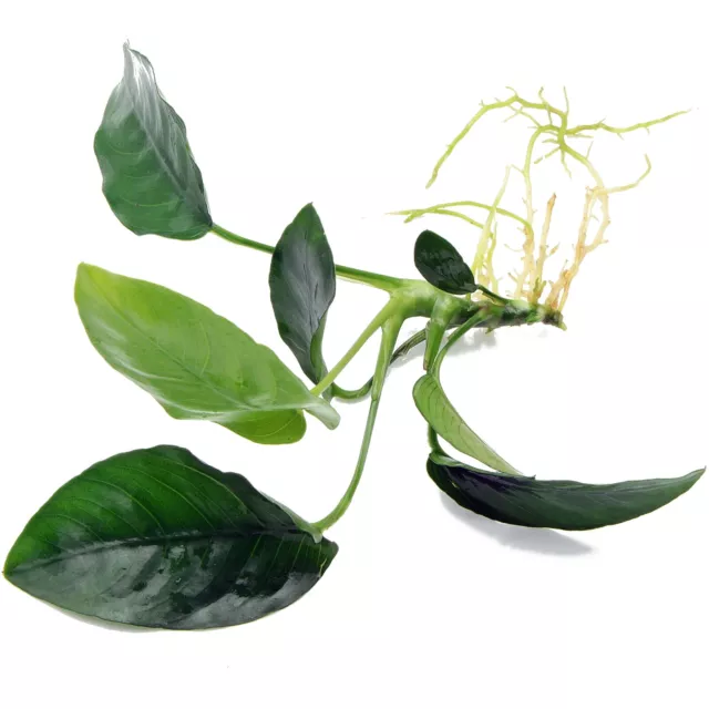 ANUBIAS NANA rooted plant for wood bogwood hardy Live Aquarium Aquatic Plants