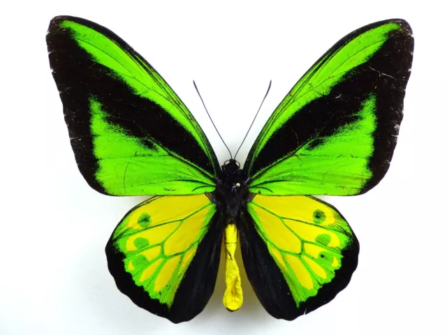 Ornithoptera goliath procus Männchen