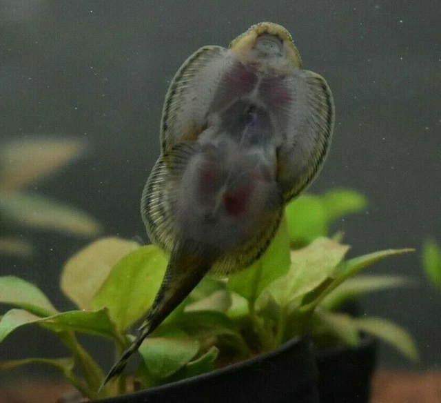 Live Assorted Hillstream Loach (Pack of 3 Aquarium Fish) *PLS READ DESCR*