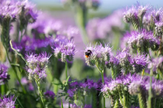 10000 Samen Phacelia Tanacetifolia Schmetterlingswiese Bienenweide Büschelschön