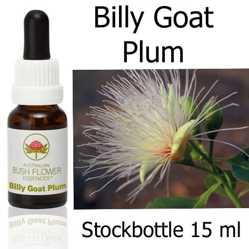 BILLY GOAT PLUM Australian Bush Flower Essences fiori cespuglio australiani