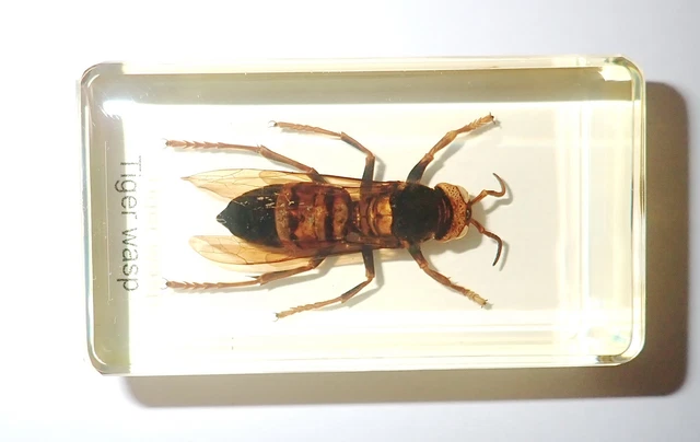 Tropical Tiger Hornet Named Specimen 73x40x20 mm Amber Clear Resin Block BK2AN