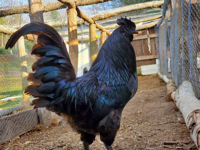 10+2 free Pure Ayam Cemani Hatching Eggs