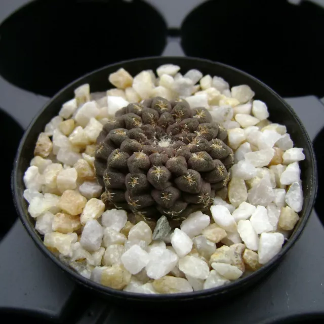 25 Fresh seeds, Eriosyce (Thelocephala) glabrescens, 種子 เมล็ดพันธุ์ Rare Cactus