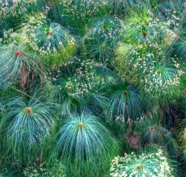 Cyperus papyrus 50-90cm -  - °° papiro egiziano