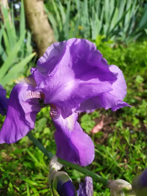 10 bulbi iris germanica viola di tre anni piante per giardino 3