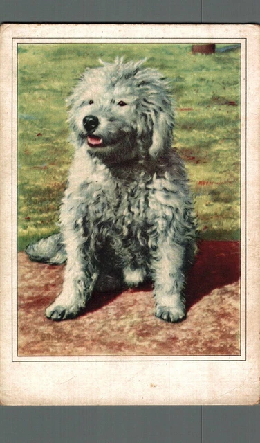 Animali Cane F. piccolo non spedita