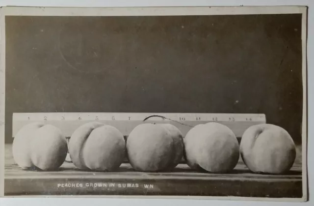 1913 Peaches Grown in Sumas Washington WA RPPC Photo PC Whatcom County