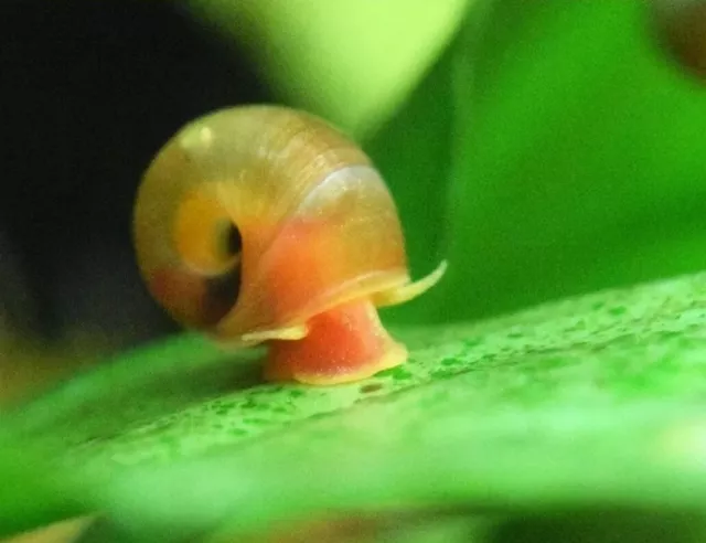 🔥SALE🔥5 Red/Pink/Orange Ramshorn Snails Aquarium, Algae Eaters,Tropical