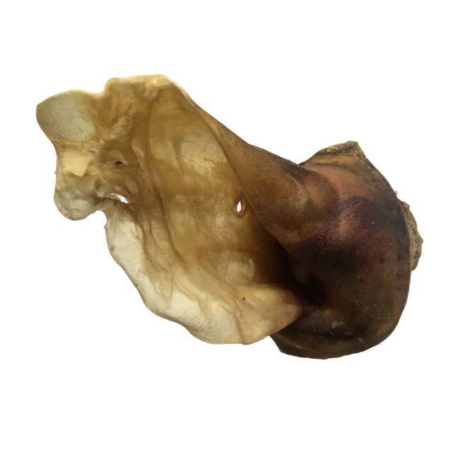 Occhielli per bovini con conchiglia PREMIUM articolo da masticare cane orologi per bovini essiccati 1 pz XXL