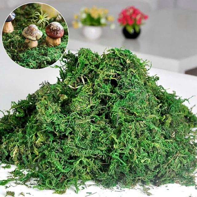 Musgo de colina, musgo de bolas, musgo esférico, musgo real, musgo decorativo, decoración de primavera