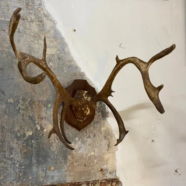 Massacre de daim écusson, trophée de chasse, taxidermie, cabinet de curiosités 2